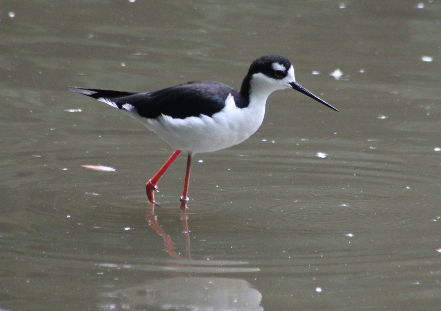 Black-necked stilt