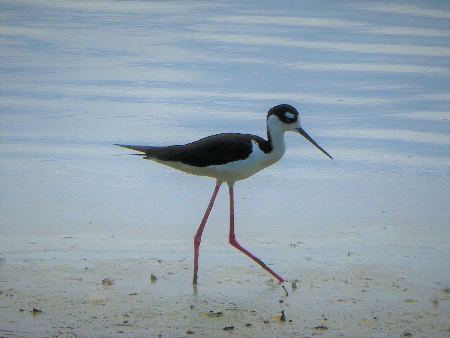 Black-necked Stilt