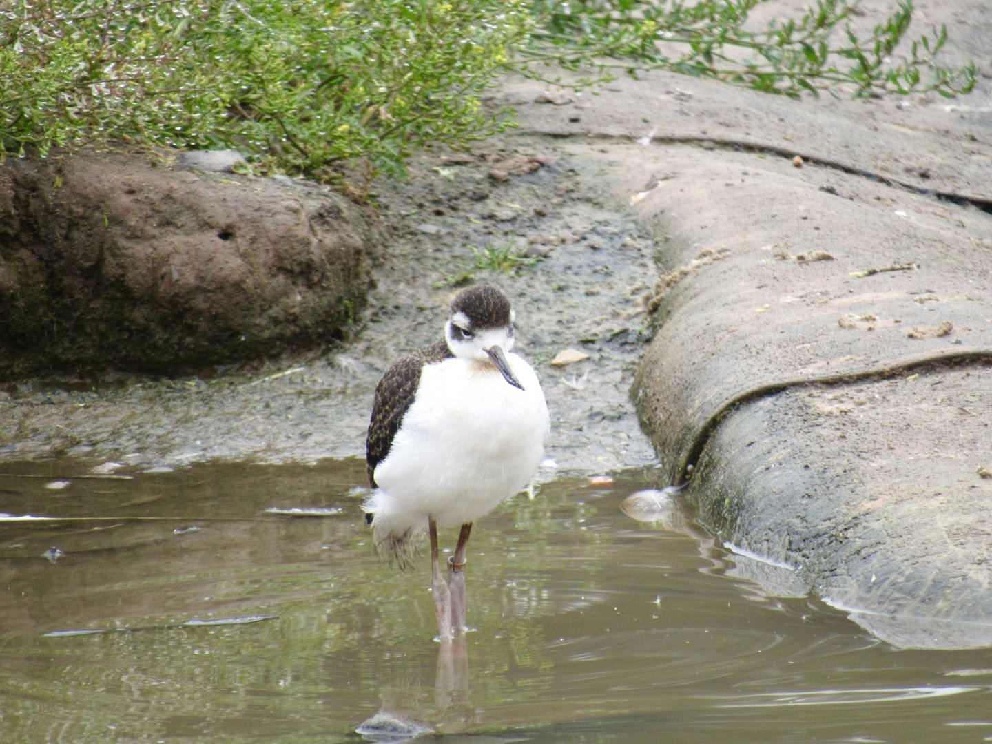 Black-Necked Stilt