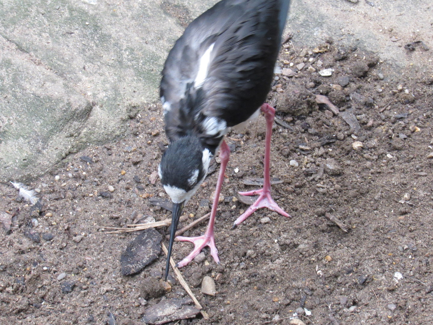 Black-Necked Stilt