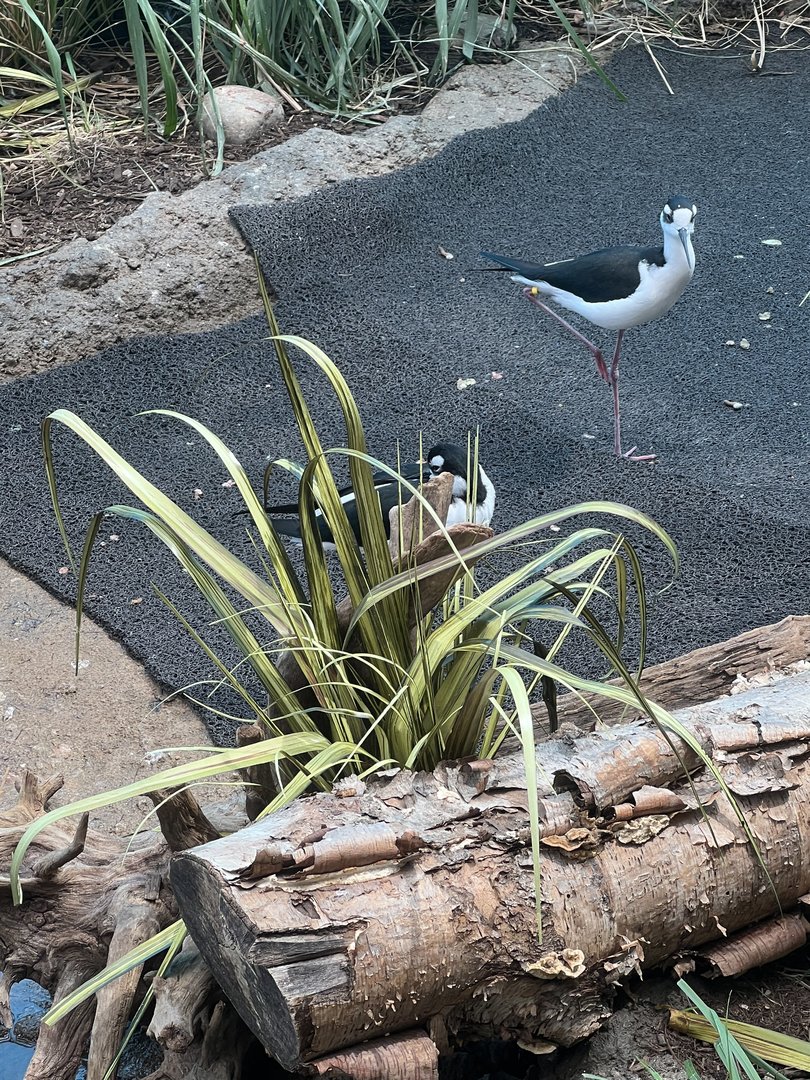 Black-necked stilt