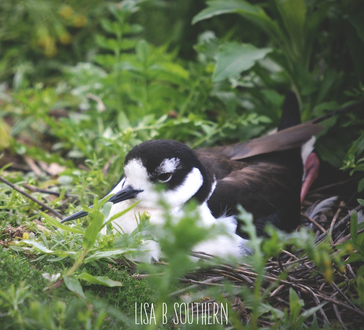 black necked stilt