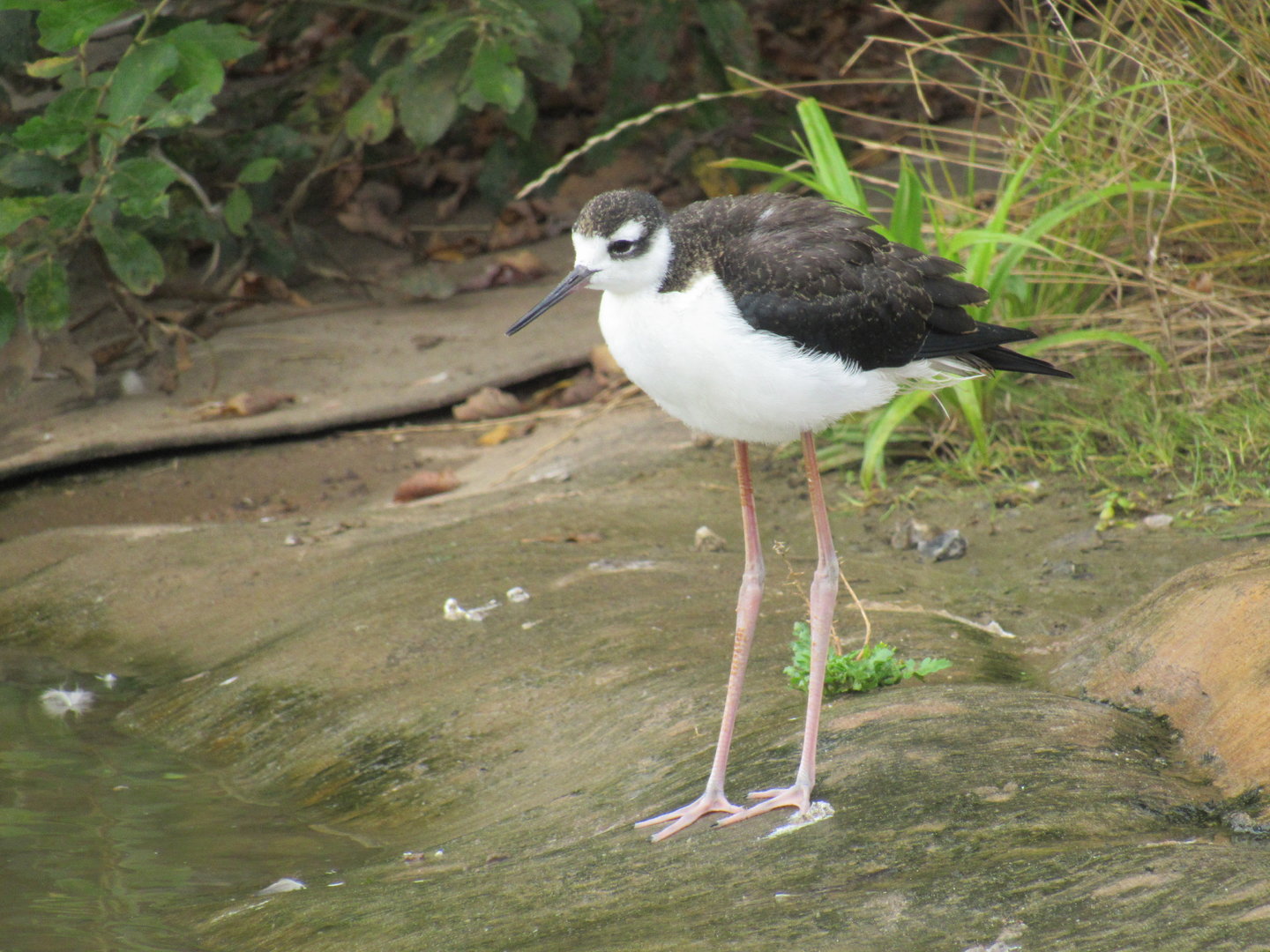 Black-Necked Stilt