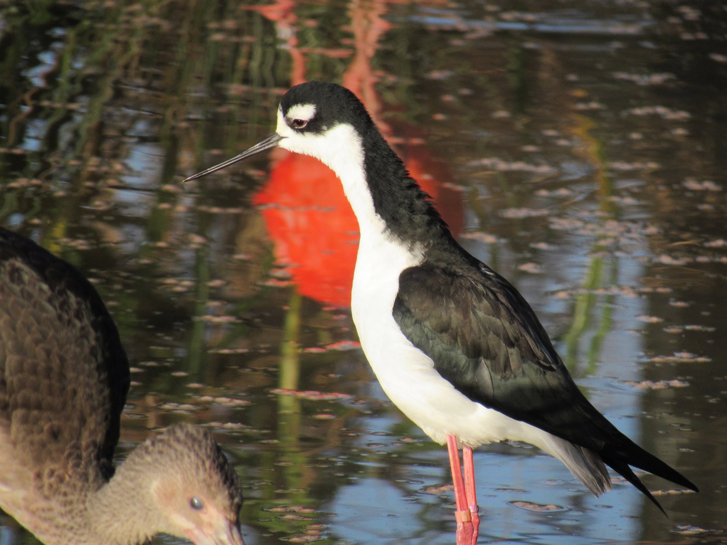 Black-necked stilt