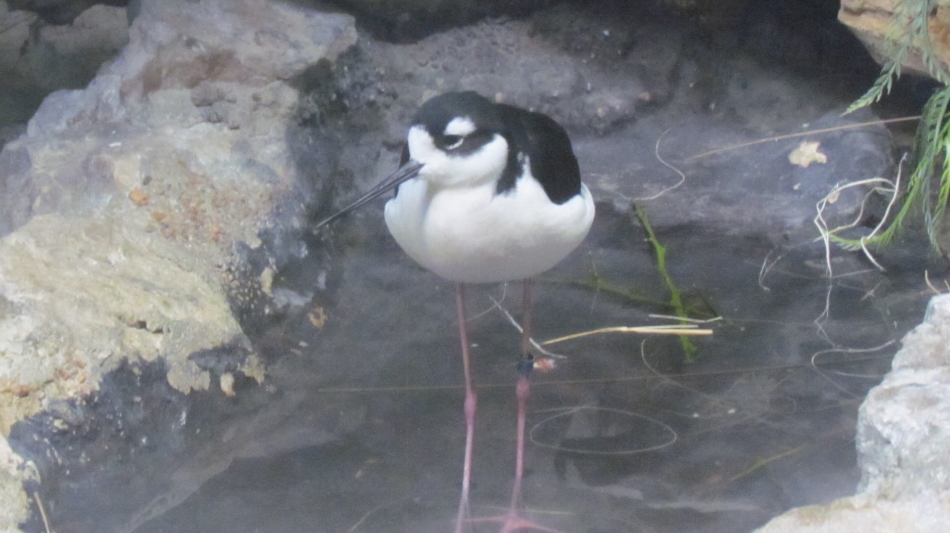 Black-necked Stilt