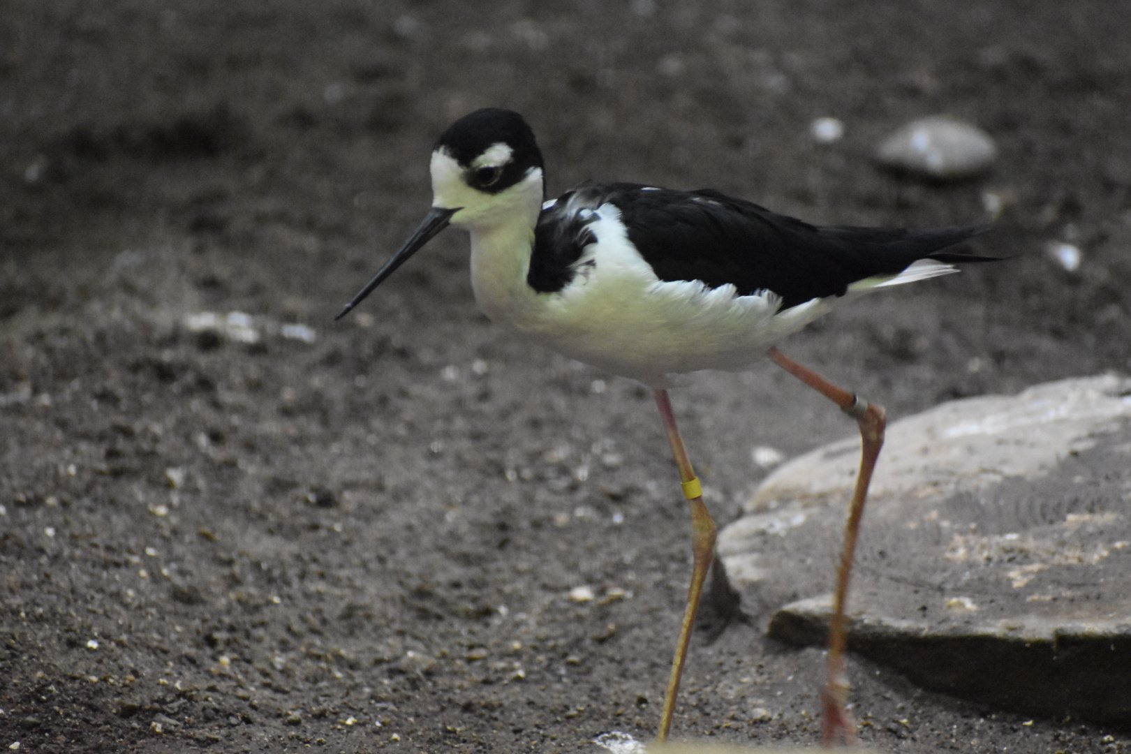 Black Necked Stilt