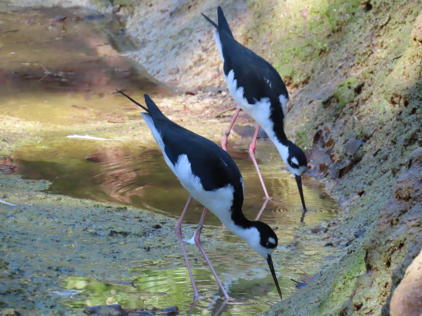 Black-necked Stilt