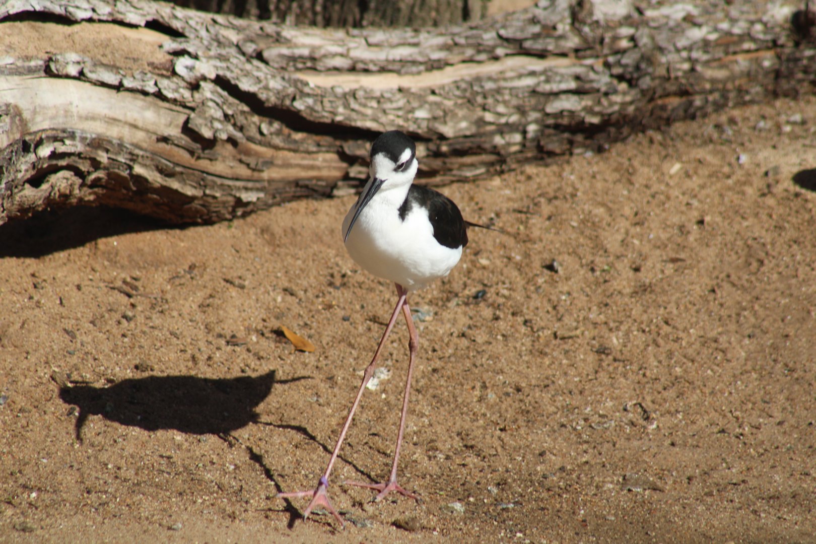 Black-necked Stilt