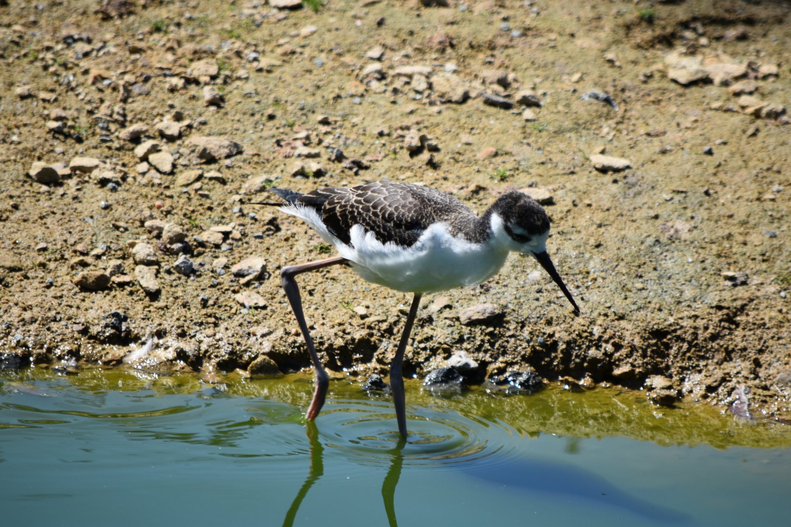 Black-necked stilt