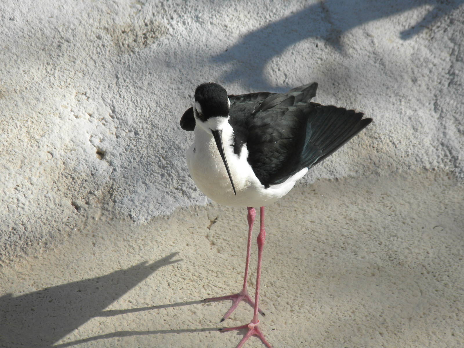 Black-necked Stilt
