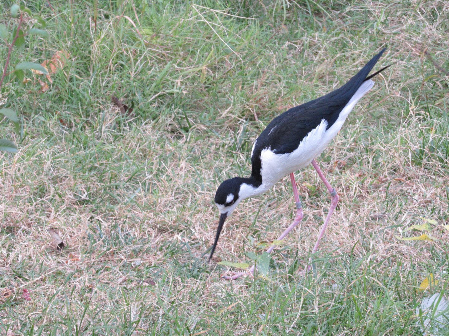 Black-necked Stilt