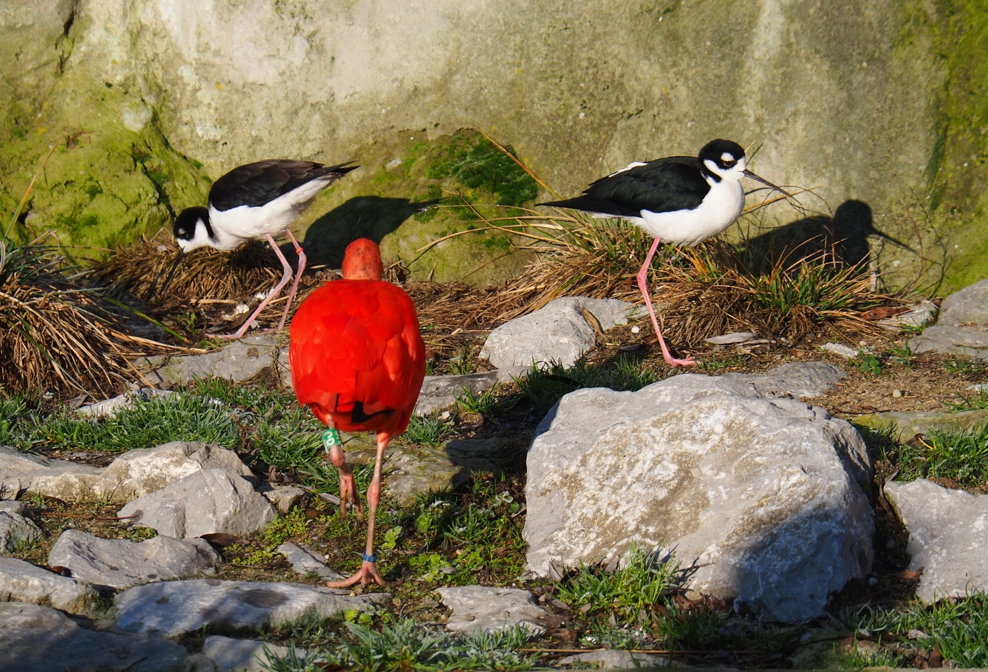 Black-necked stilts (Himantopus mexicanus) and a Scarlet ibis (Eudocimus ruber), Jan 20th, 2018