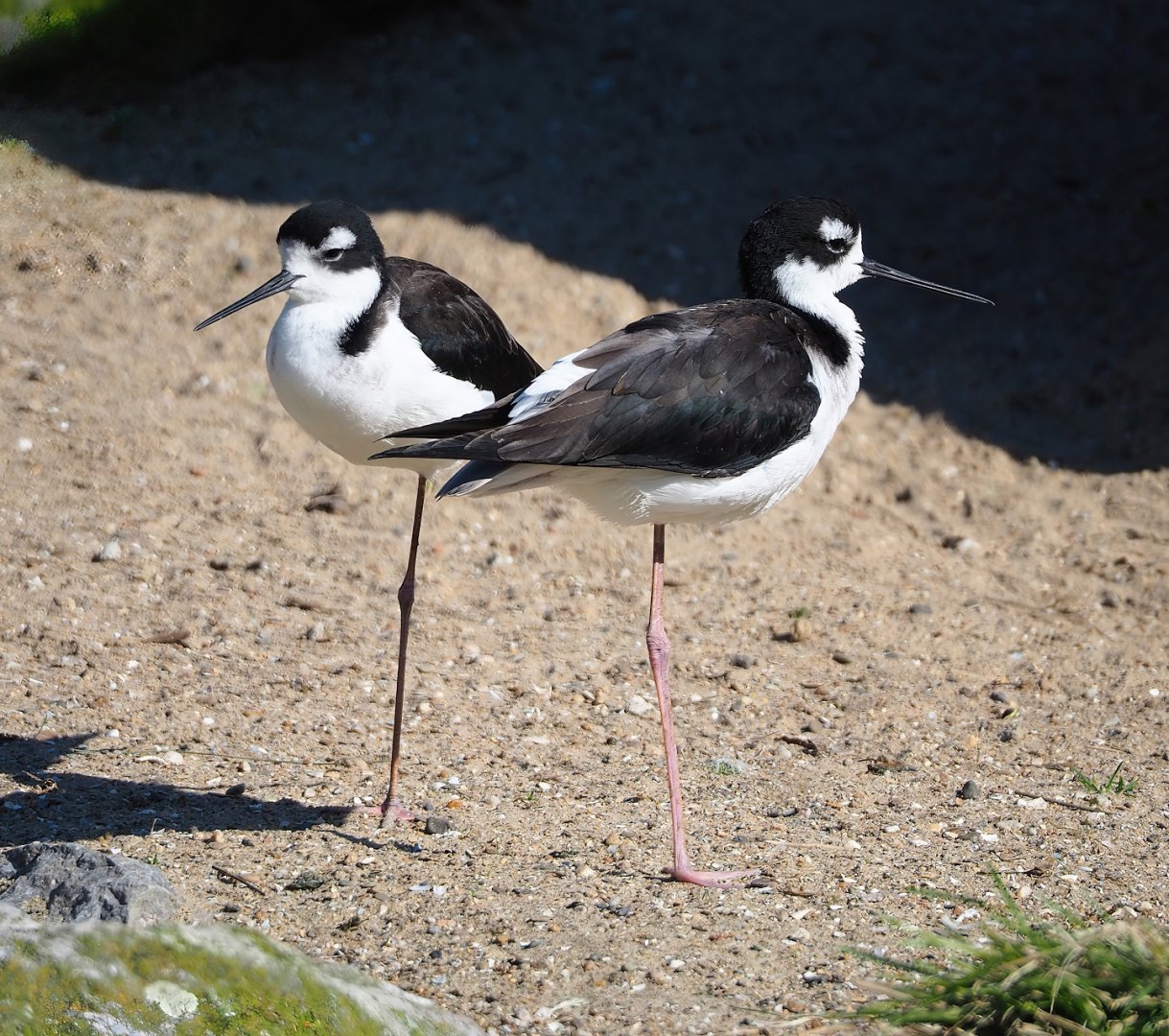 Black-necked stilts (Himantopus mexicanus mexicanus), 2024-03-04
