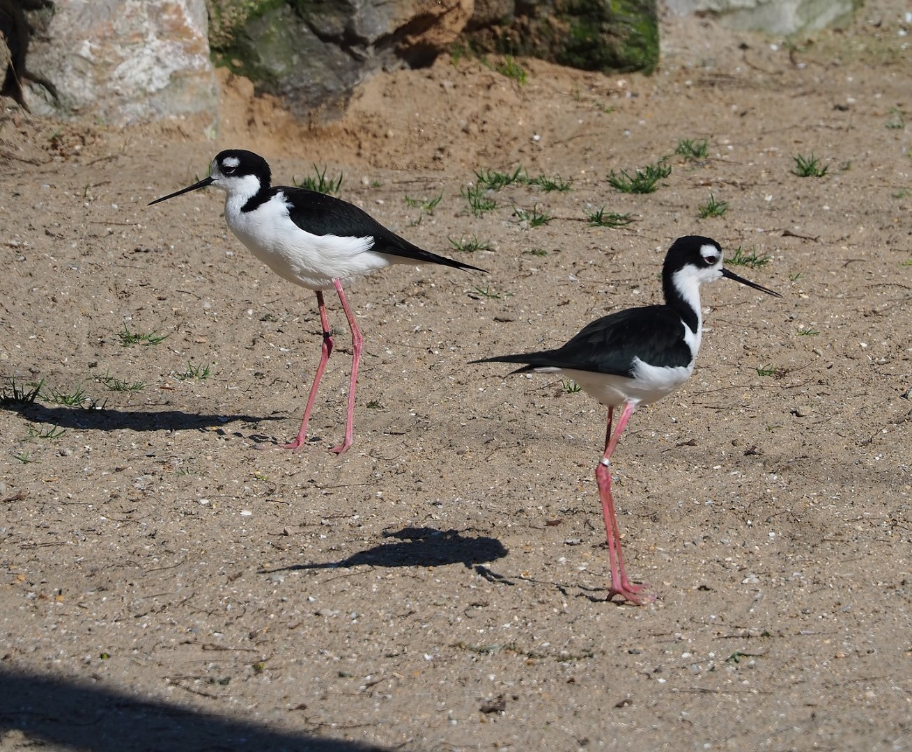 Black-necked stilts (Himantopus mexicanus mexicanus), 2024-03-04