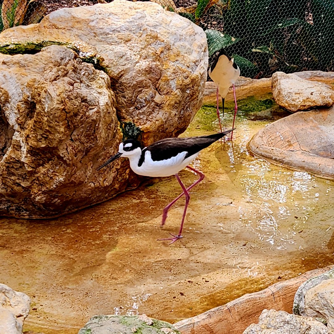 Black-Necked Stilts (Himantopus mexicanus)
