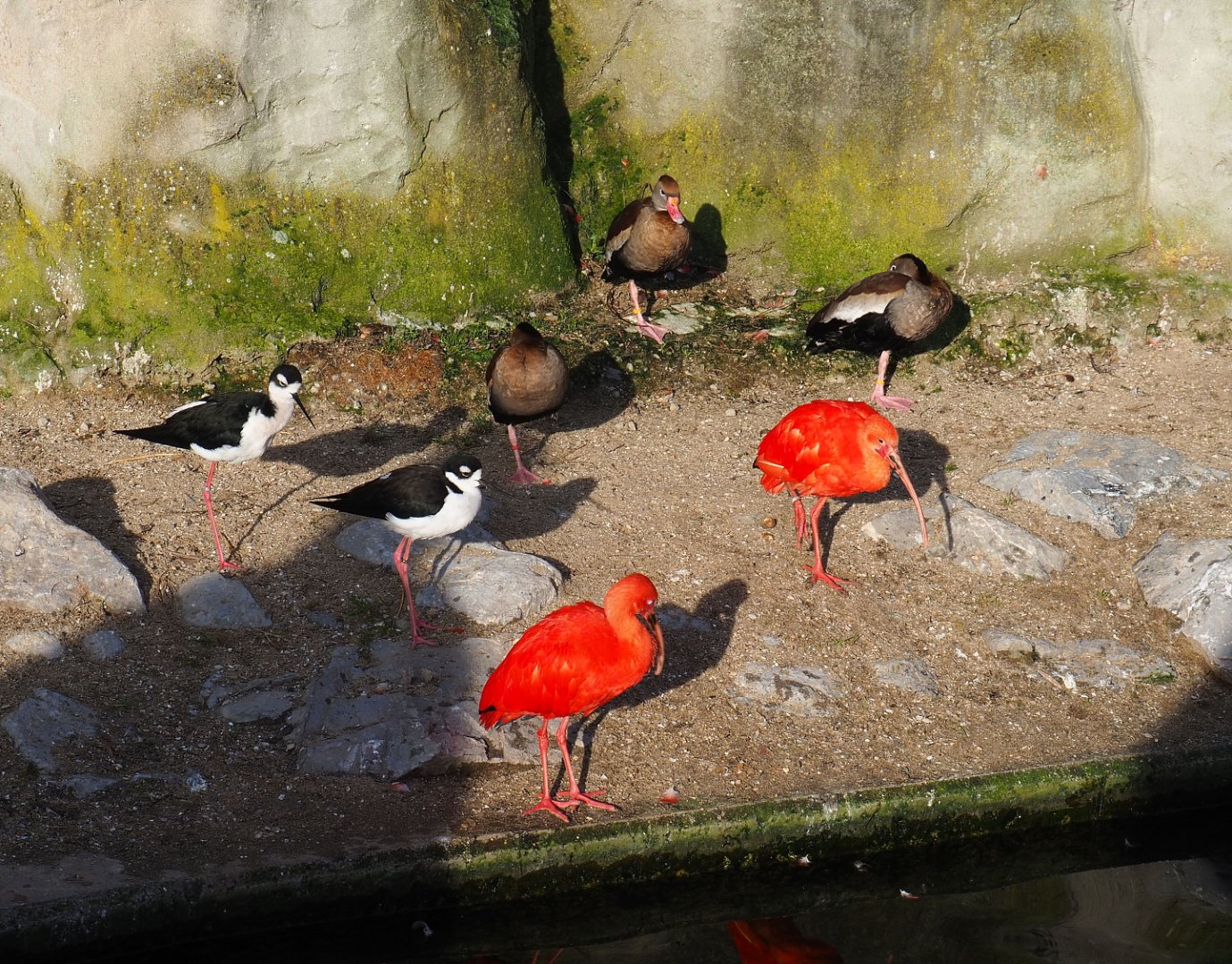 Black-necked stilts, Scarlet ibises and Black-bellied whistling ducks, 2021-12-22