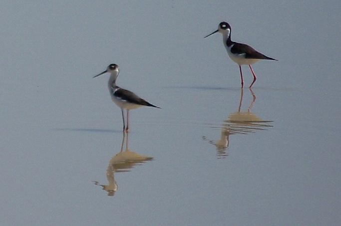 Black Necked Stilts
