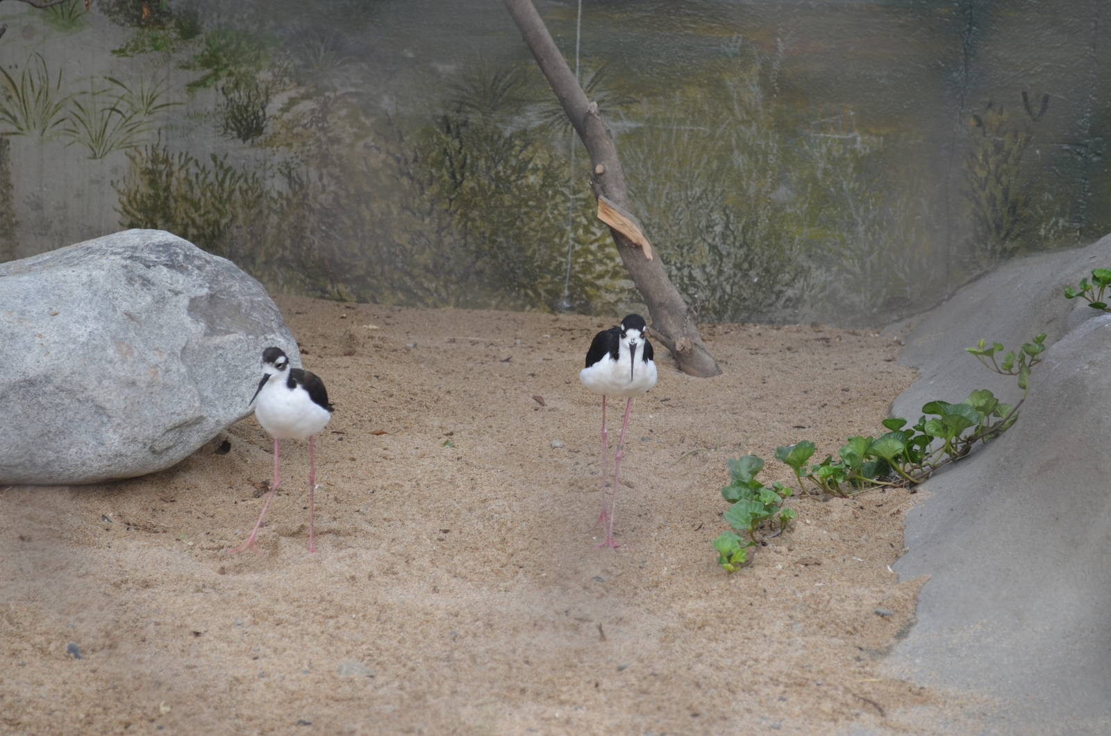 Black-necked Stilts