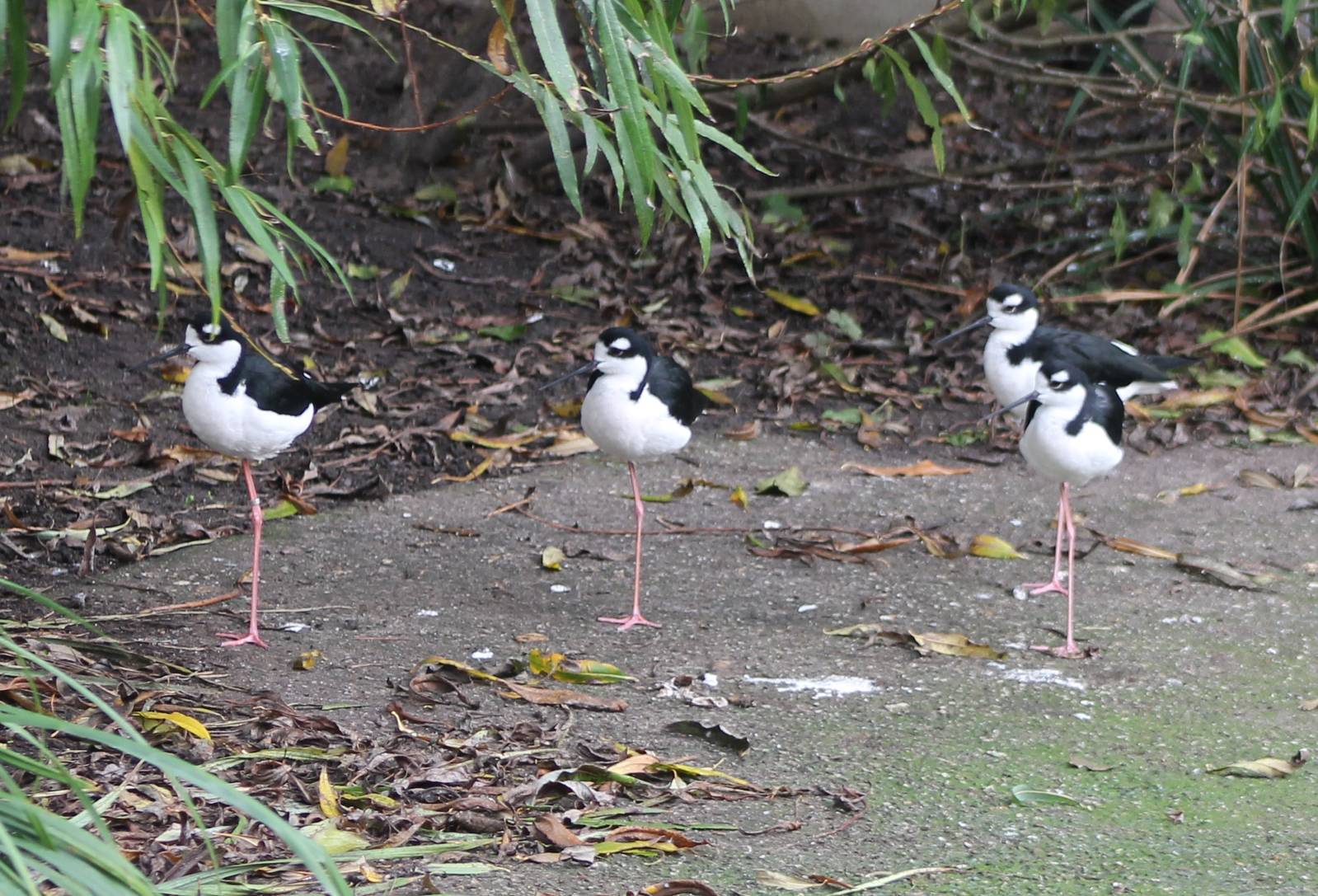 Black-necked stilts