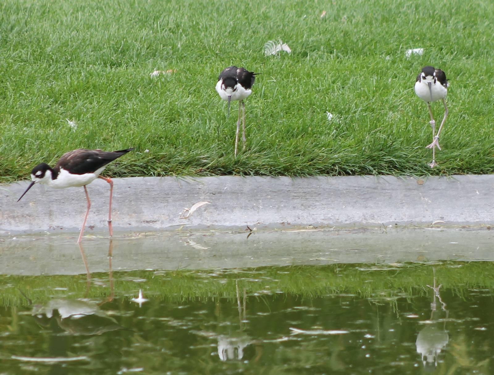Black-necked stilts
