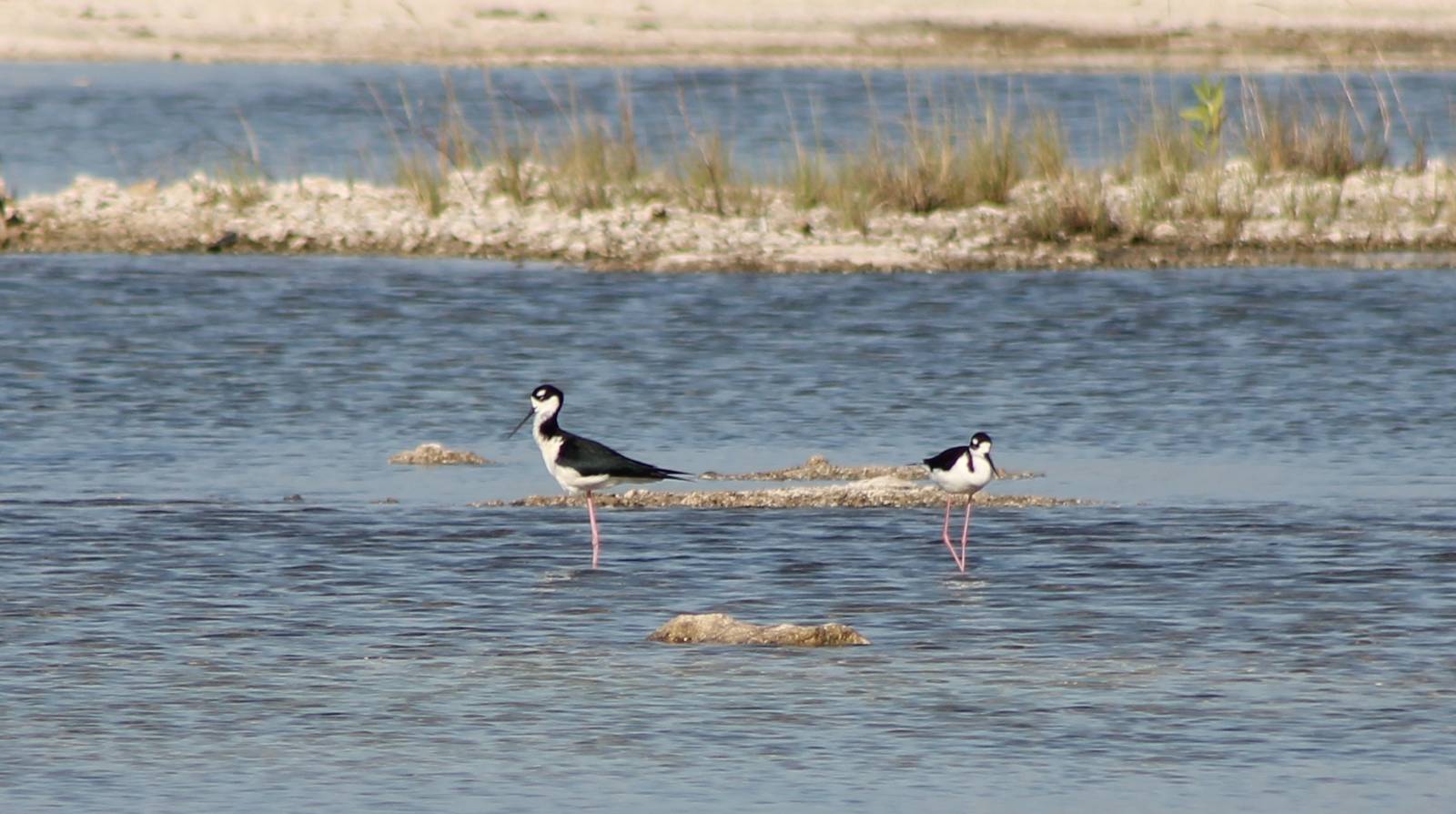 Black-necked stilts