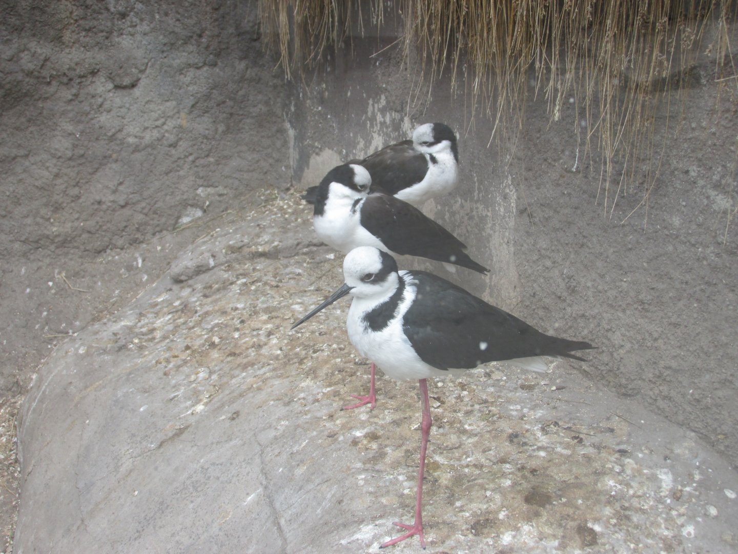 black necked stilts