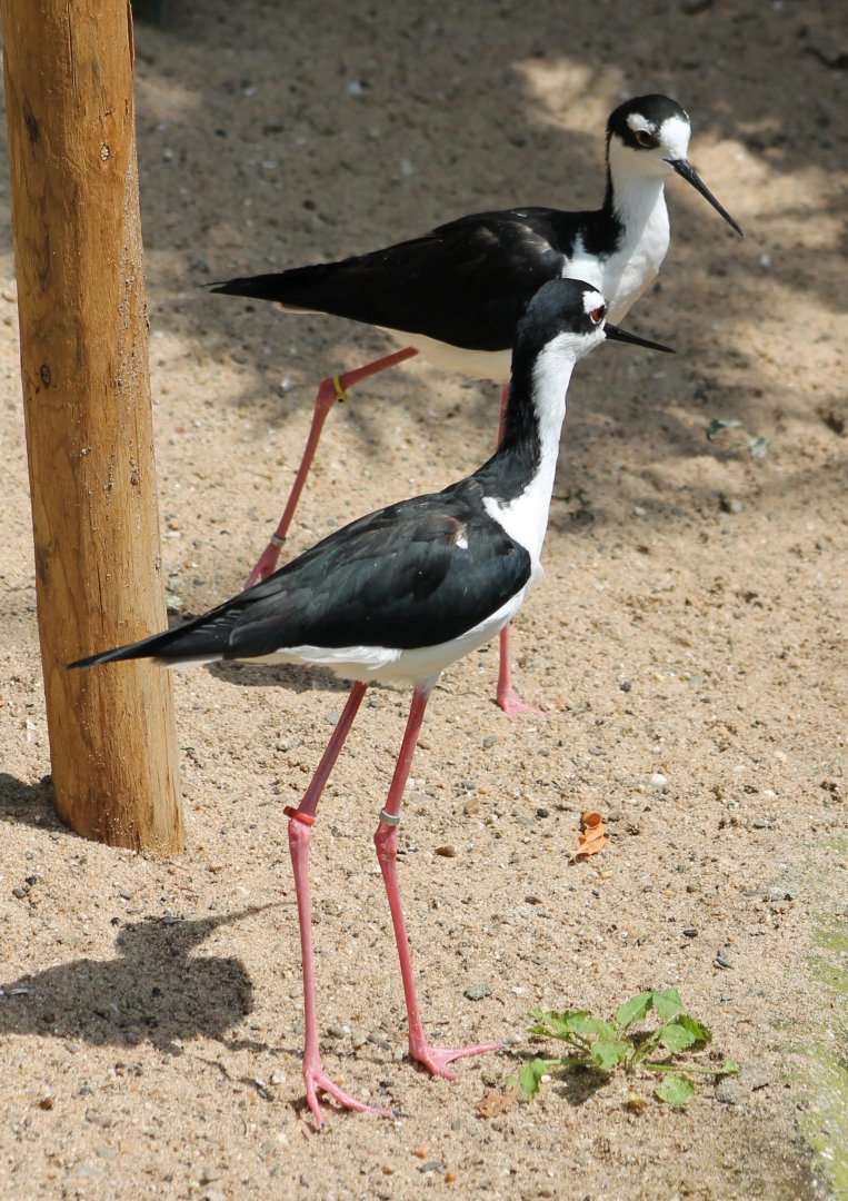 Black-necked stilts