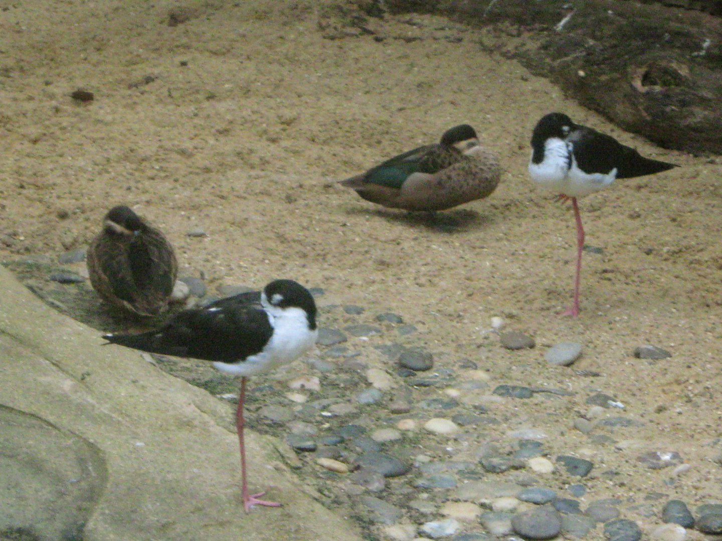Black-Necked Stilts