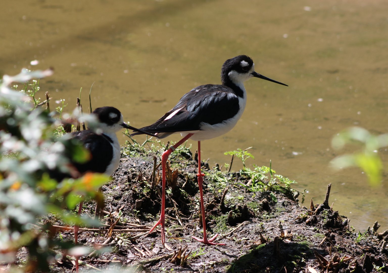 Black-necked stilts