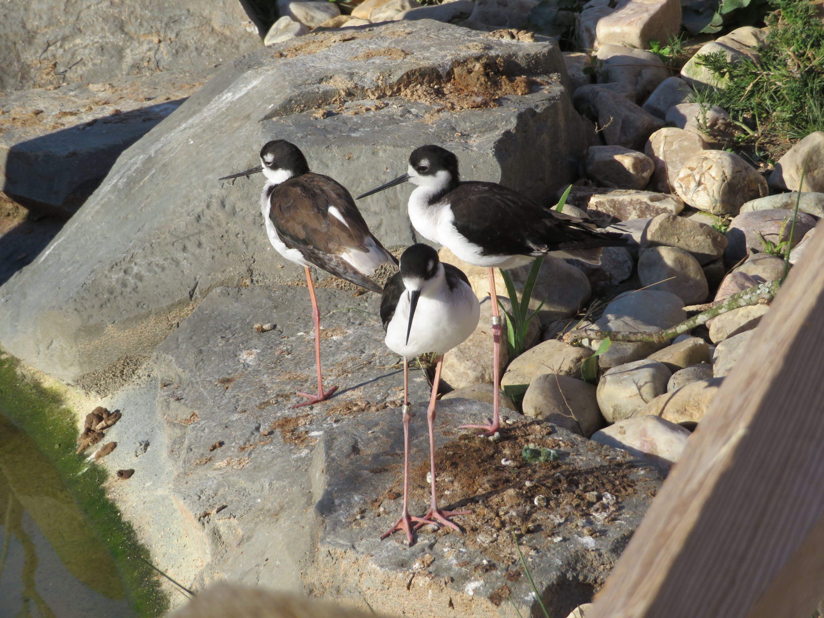 Black-necked Stilts