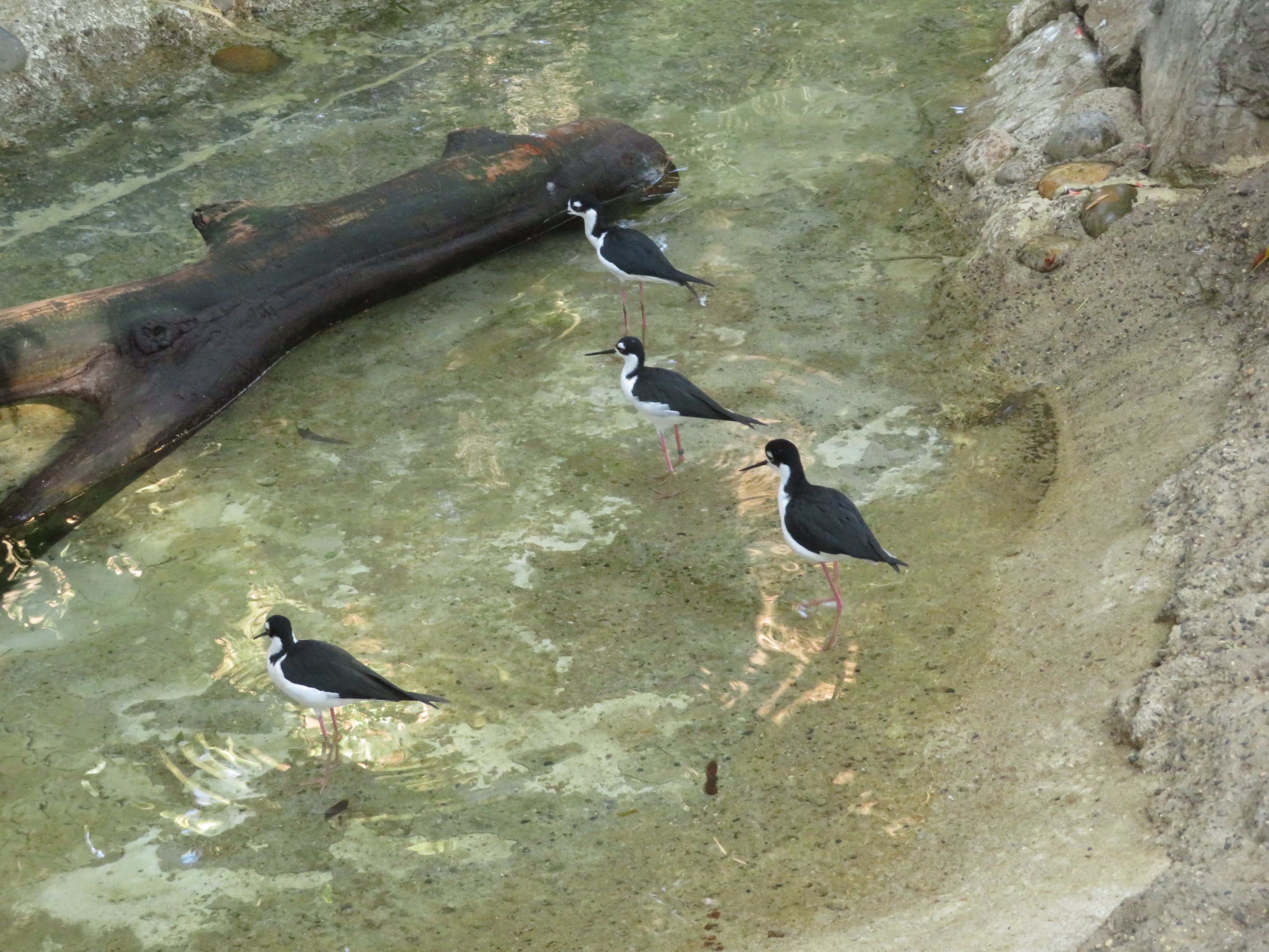 Black-necked Stilts