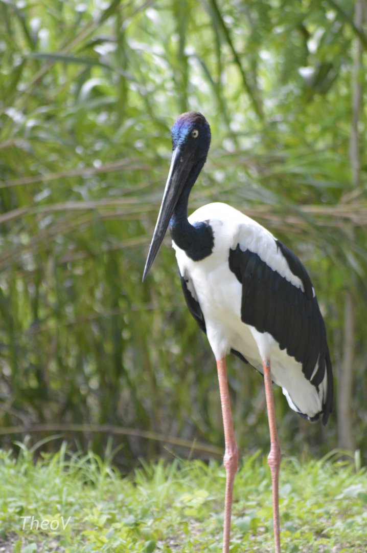 Black-necked stork [2017]