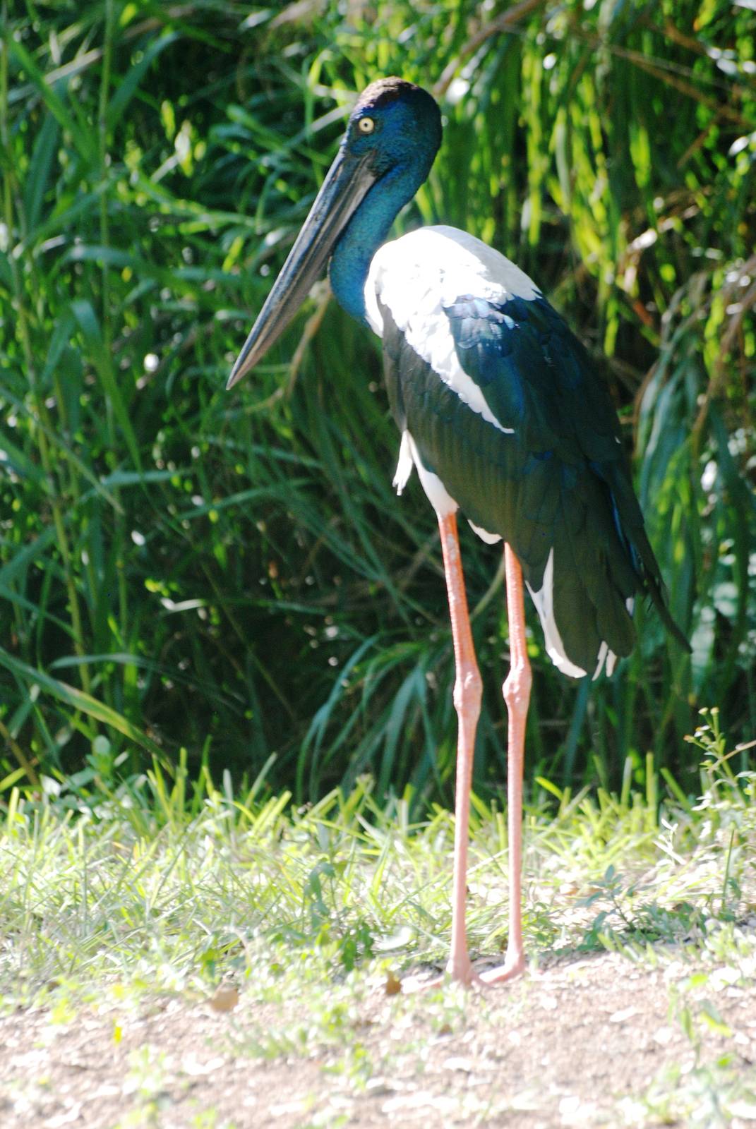 Black-necked Stork at Miami, 12/10/13