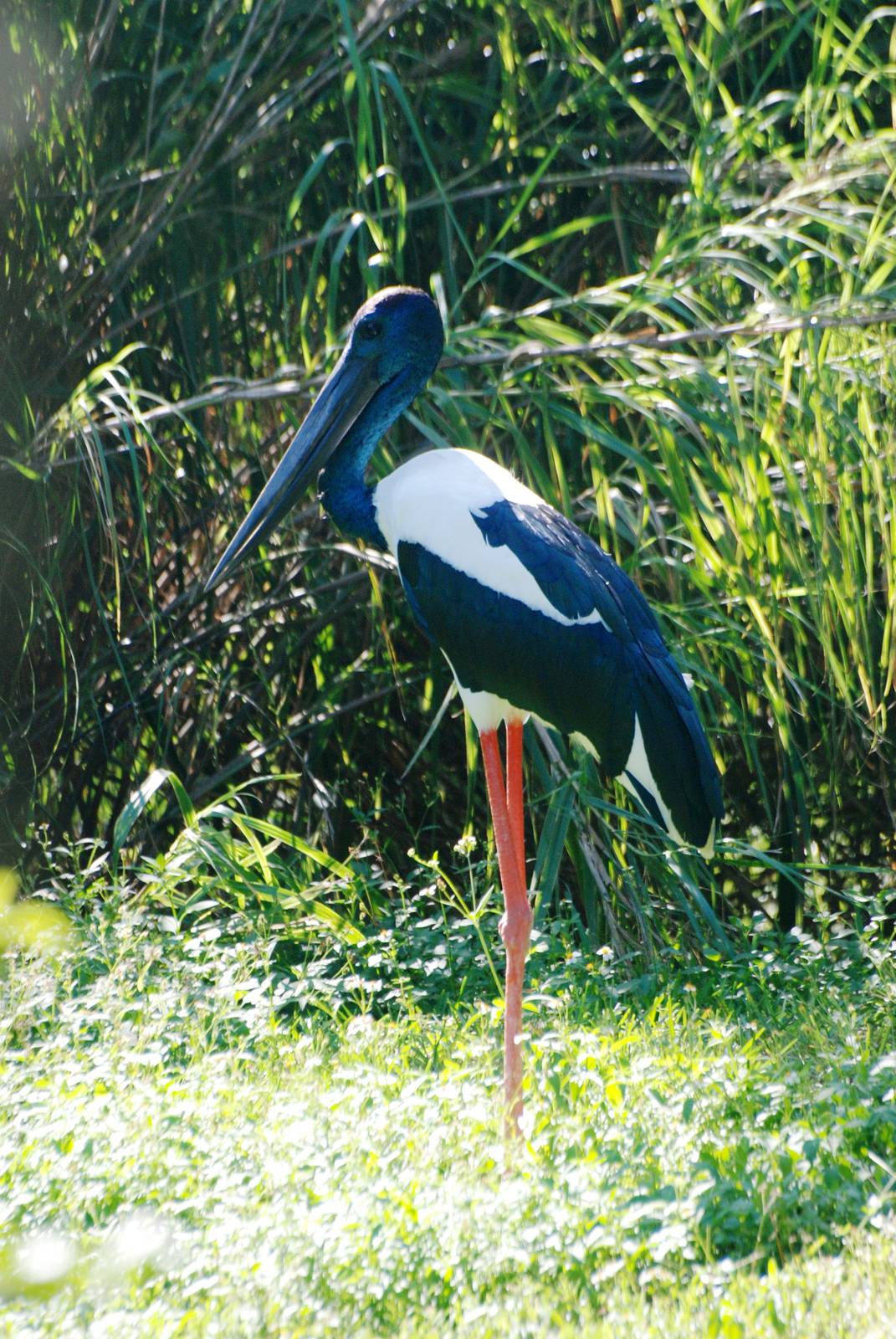 Black-necked Stork at Miami, 12/10/13