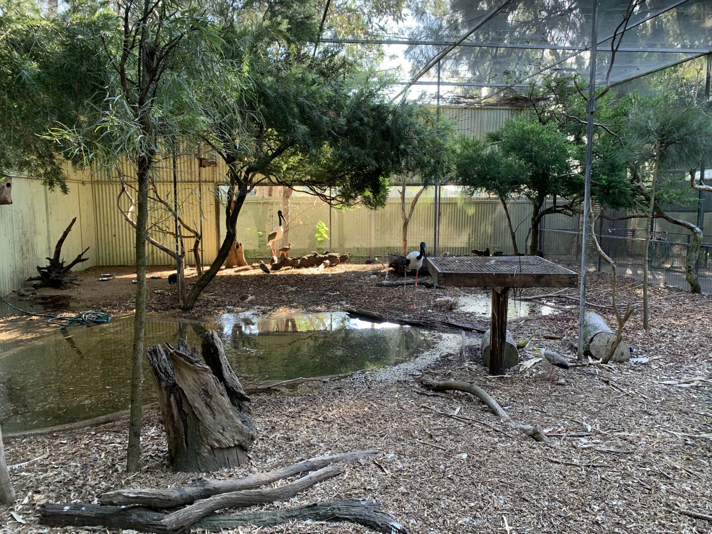 Black-necked Stork Aviary