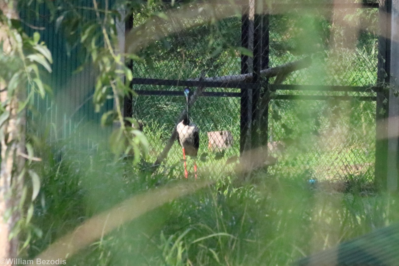 Black-necked Stork - Bang Pra Waterbird Breeding Centre