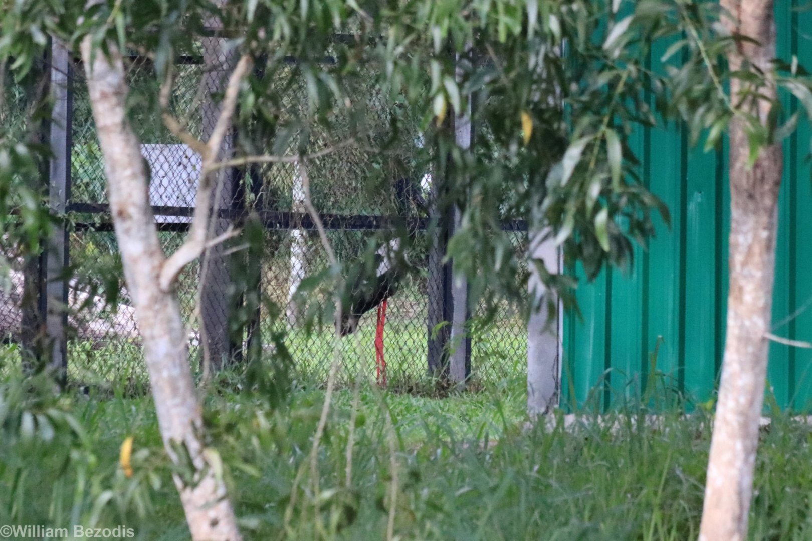 Black-necked Stork - Bang Pra Waterbird Breeding Centre