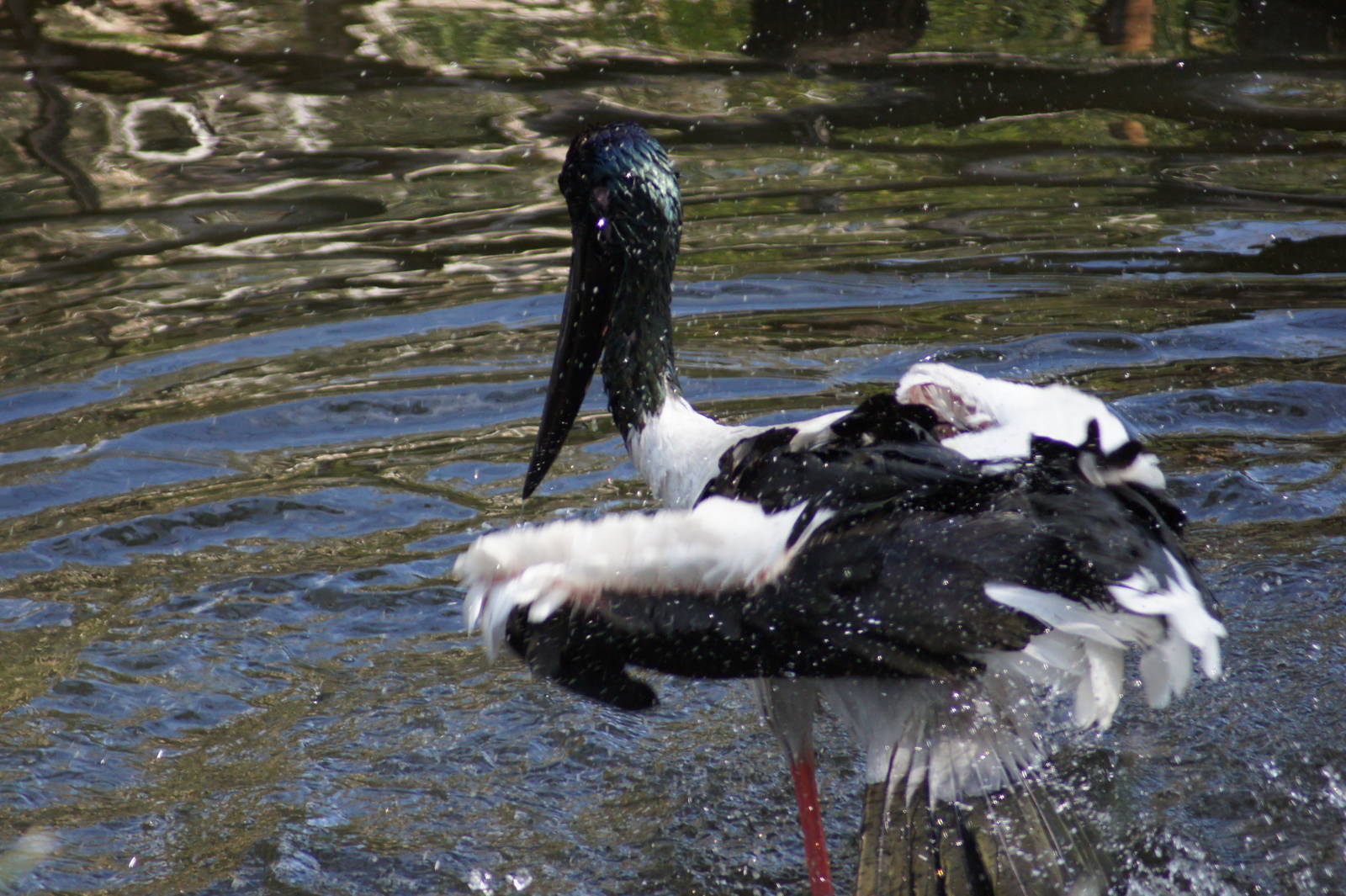 Black Necked Stork Cleaning