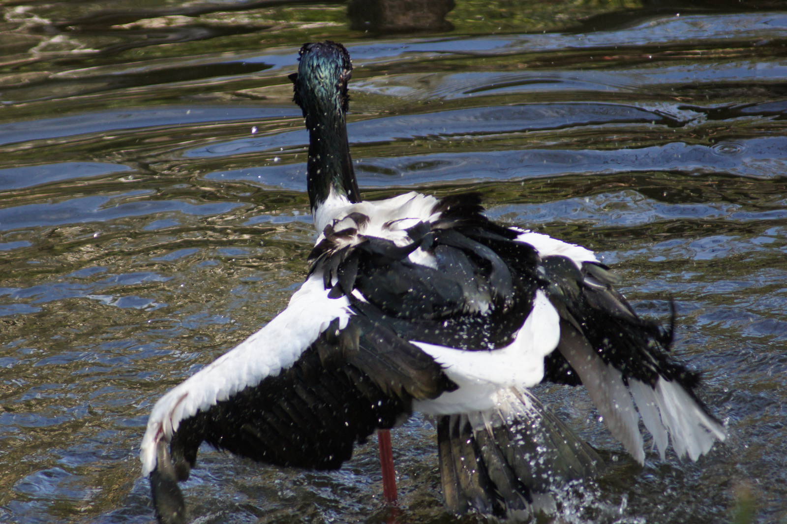 Black Necked Stork Cleaning