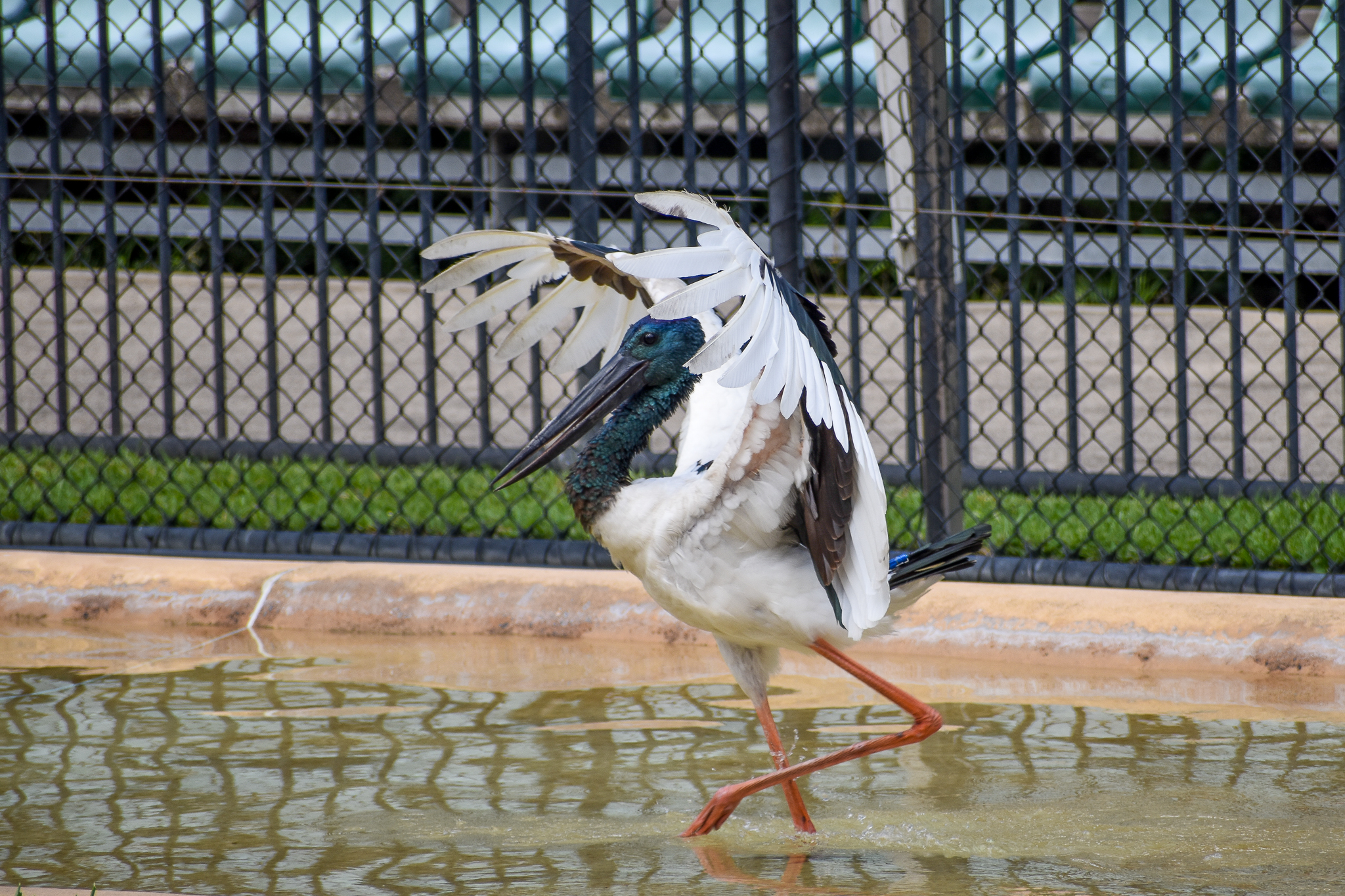Black-necked Stork - Crocoseum