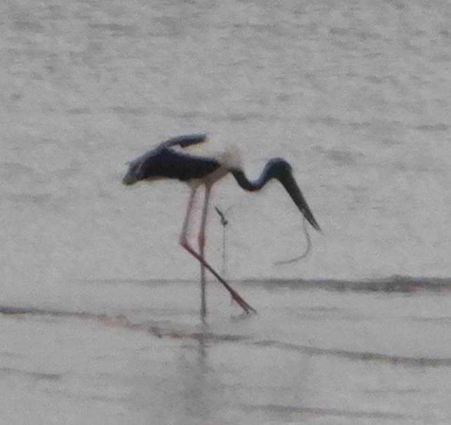 Black-Necked Stork eating sea snake