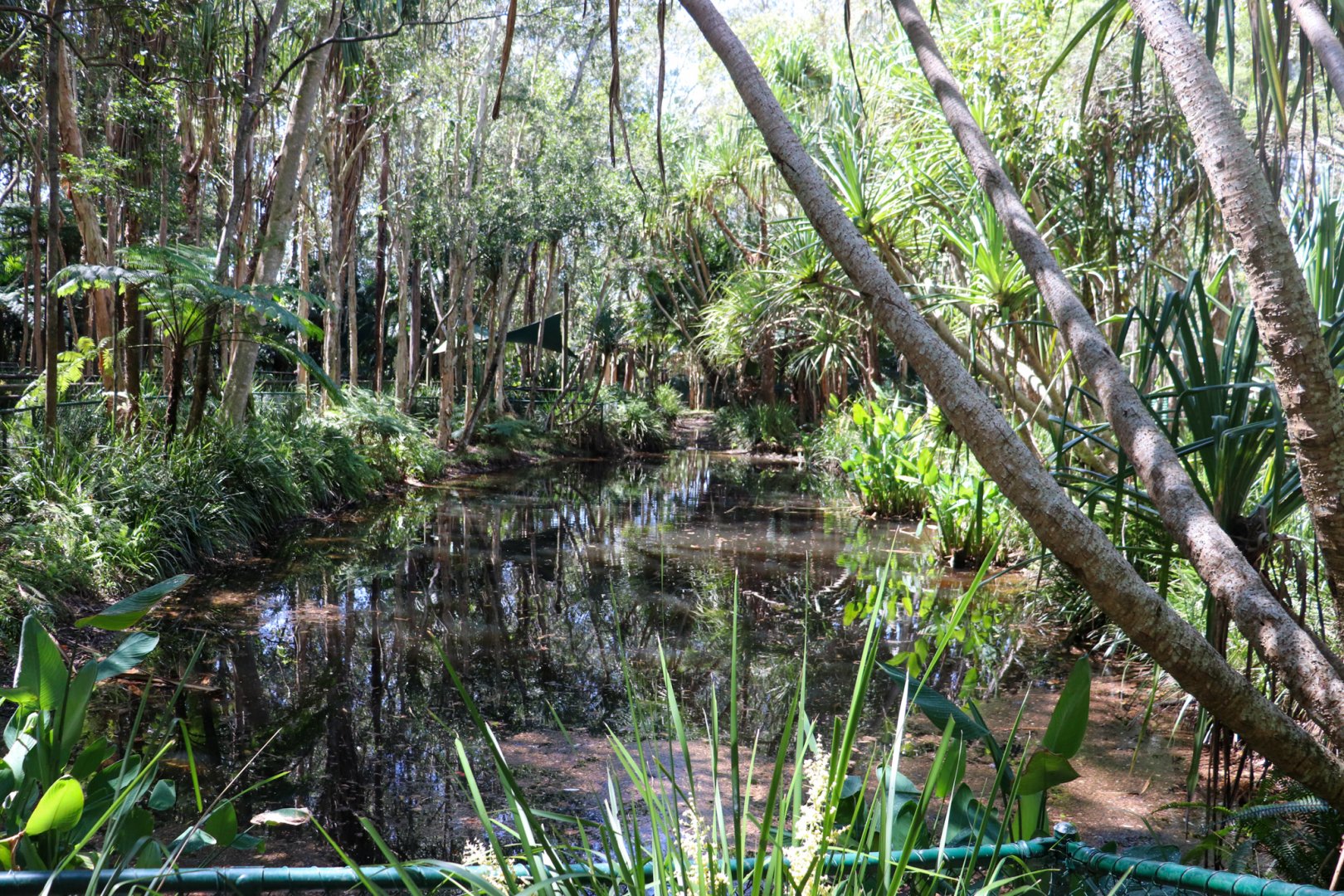 Black-necked Stork Enclosure