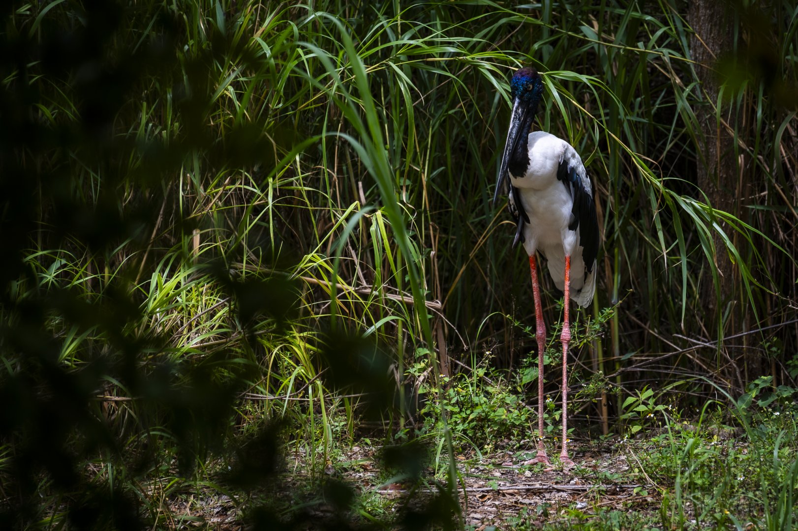 Black-Necked Stork (ephippiorhynchus asiaticus) 05/22