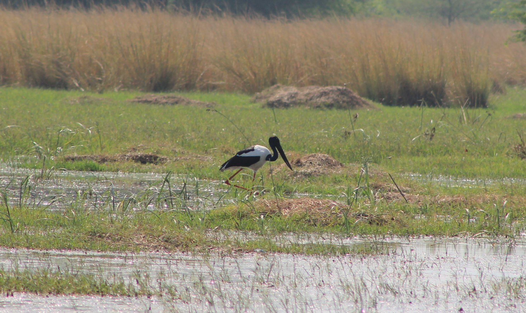 Black-necked Stork (Ephippiorhynchus asiaticus)