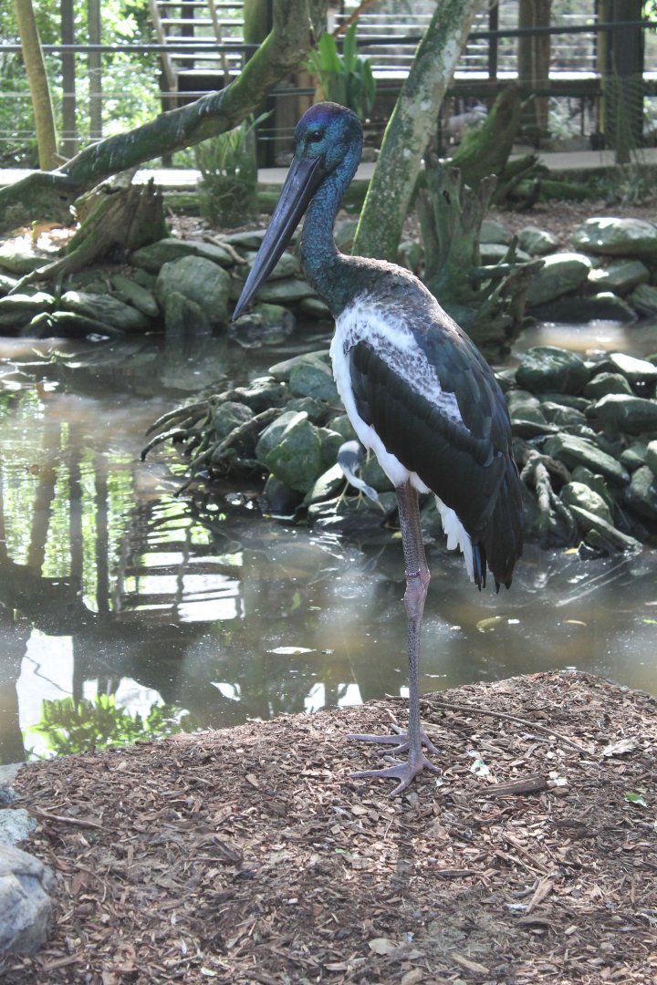 Black-necked Stork (Ephippiorhynchus asiaticus)