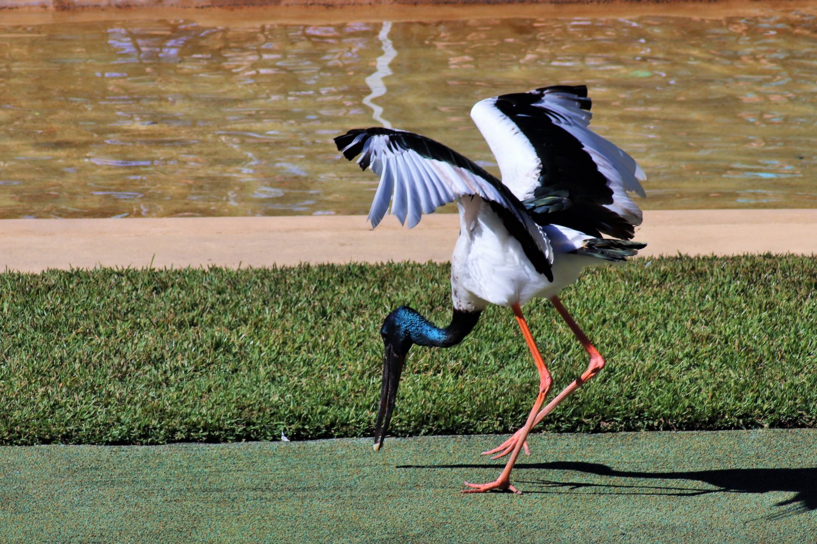 Black-necked Stork (Ephippiorhynchus asiaticus)