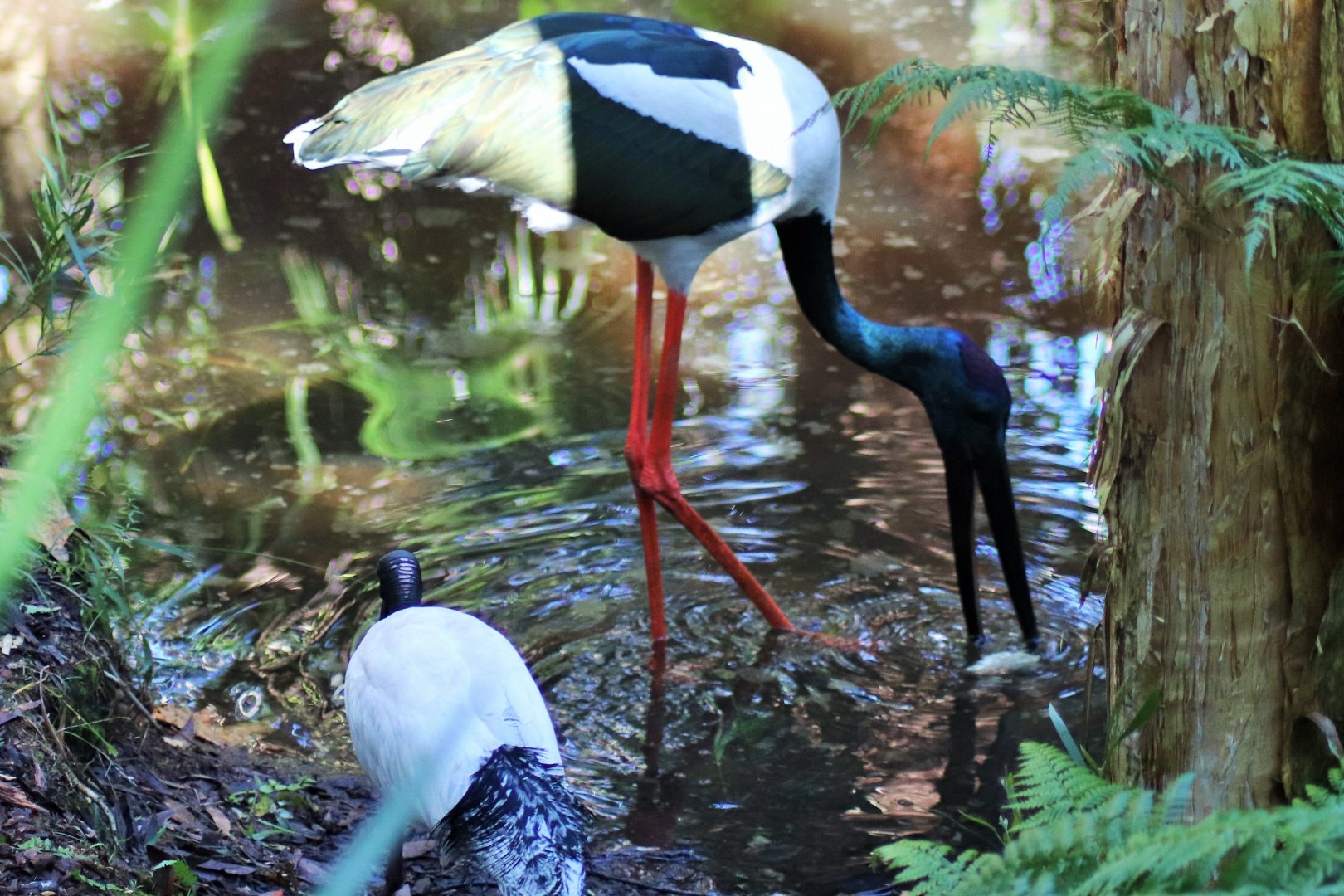 Black-necked Stork (Ephippiorhynchus asiaticus)