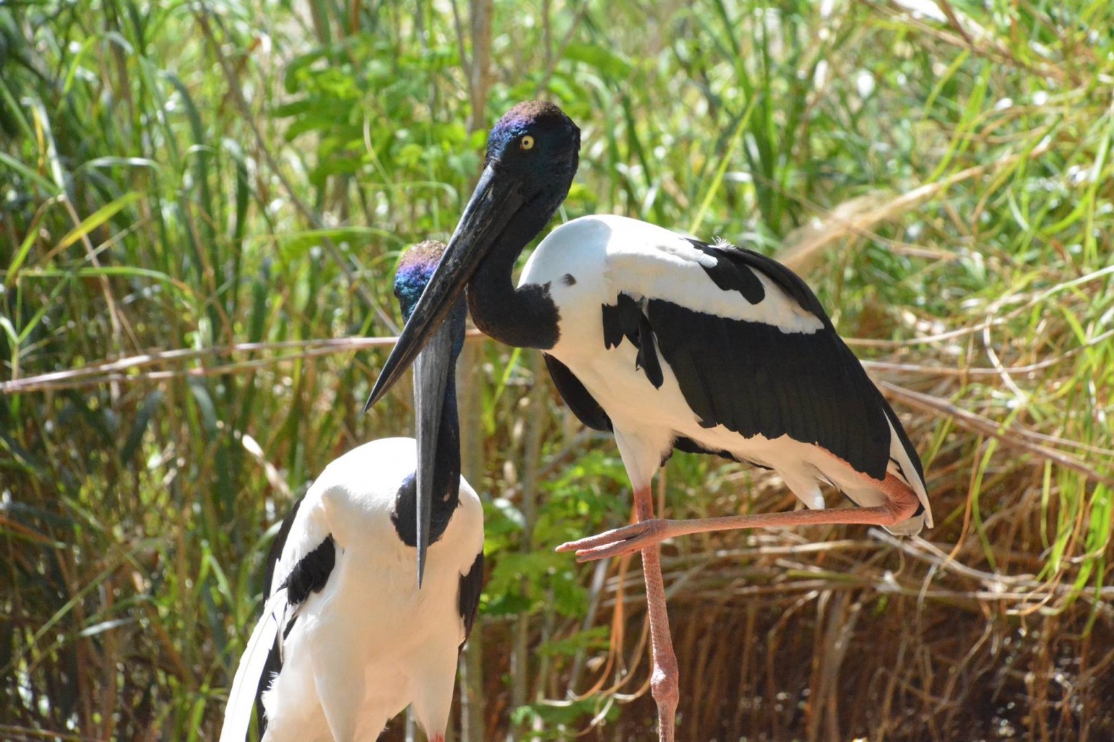 Black-necked stork (Ephippiorhynchus asiaticus)