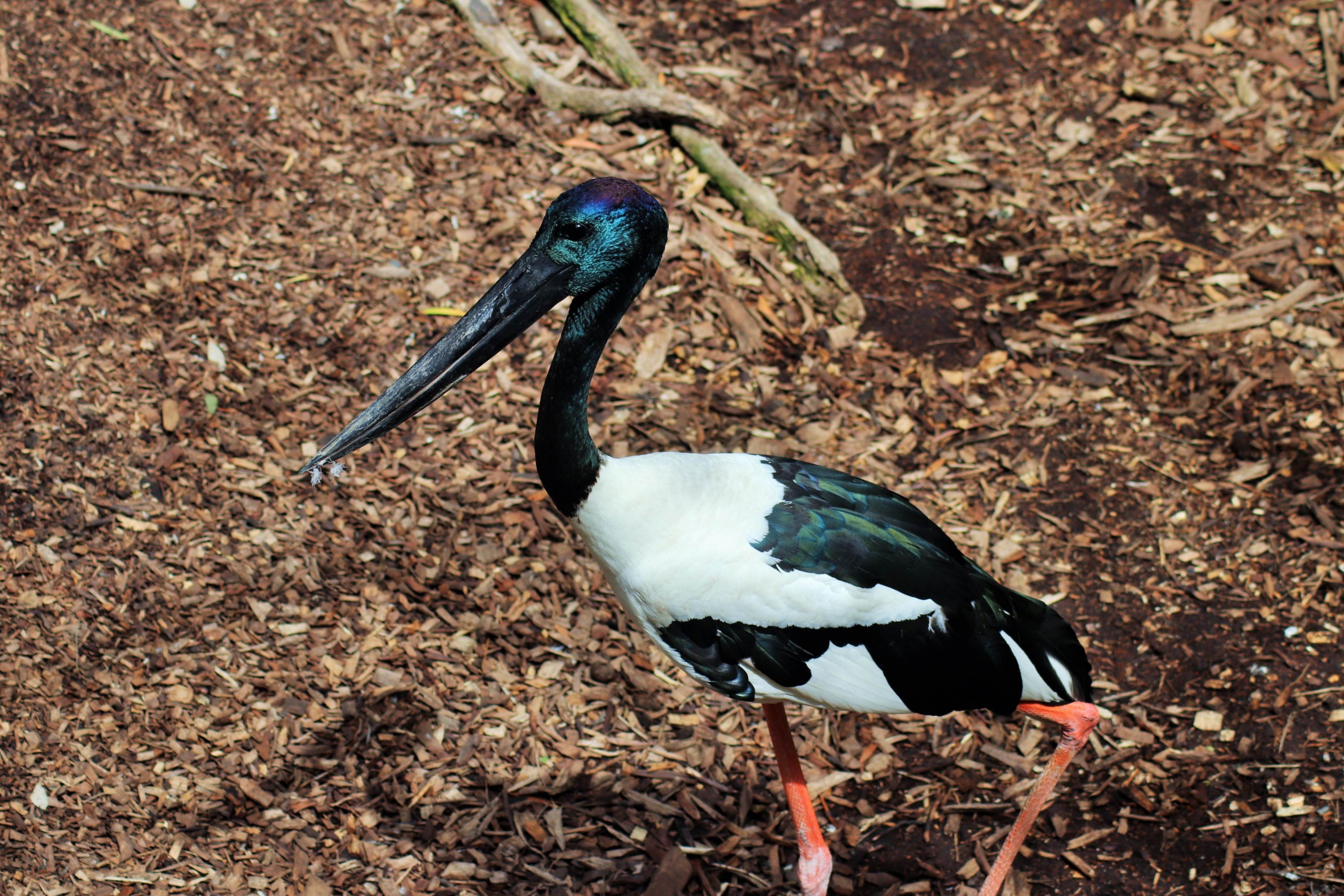 Black-necked Stork (Ephippiorhynchus asiaticus)
