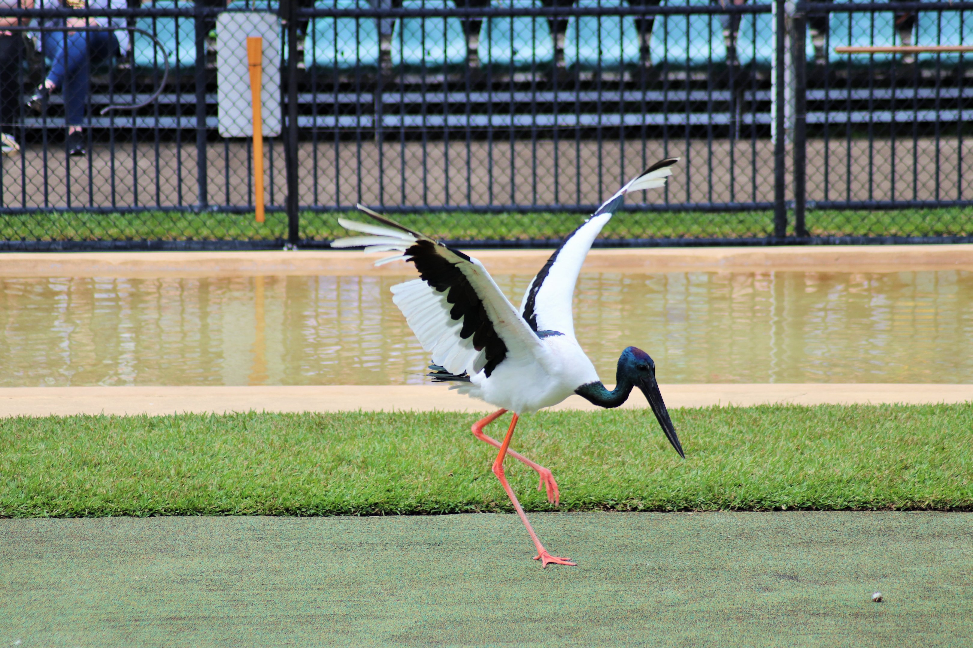 Black-necked Stork (Ephippiorhynchus asiaticus)